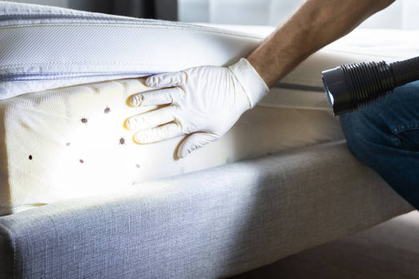 Professional Pest Control in Washington Mills, NY