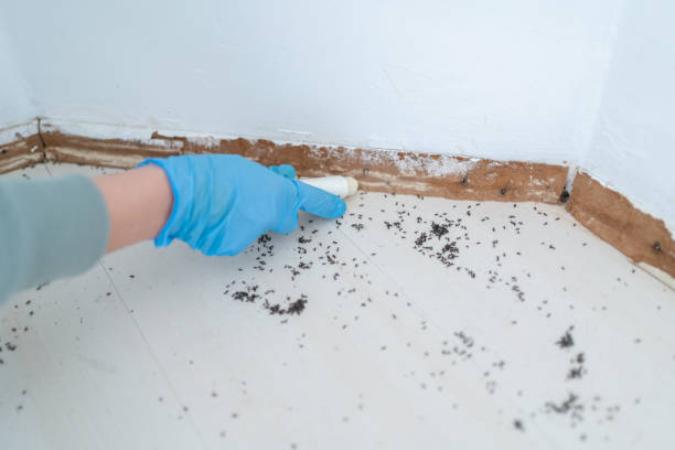 Wasp Removal Services in Washington Mills, NY